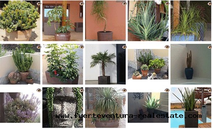 We are selling a garden center in Fuerteventura