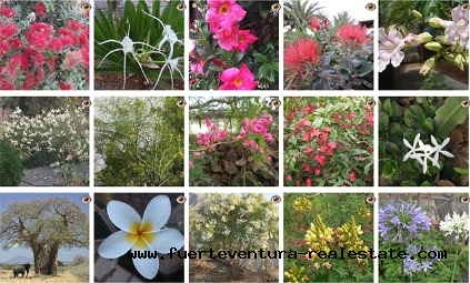 We are selling a garden center in Fuerteventura